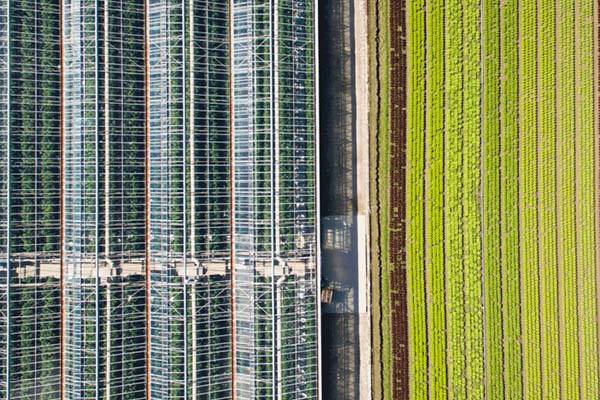 aerial view hothouses adjacent rows of plants